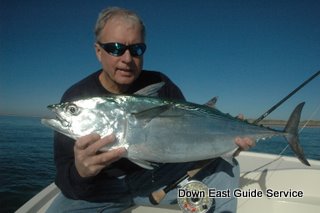 Fly Fishing False Albacore in North Carolina
