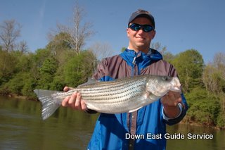 Fly Fishing striped bass in North Carolina